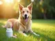 juckreiz-beim-hund-lindern-wie-probiotika-unterstuetzen-koennen