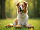 naturlig-probiotika-hund-fuer-ein-starkes-immunsystem-bei-hunden