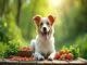 probiotika-hund-analdruese-tipps-fuer-eine-gesunde-verdauung-und-funktionierende-analdruesen